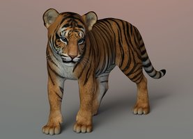 TigerCub1122a_5.jpg