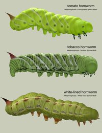 caterpillarsbaseset.jpg