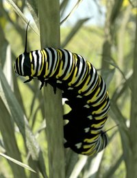 Milkweed Caterpillar render.jpg