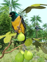 Black-headed Trogon.jpg