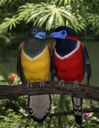 red naped trogons.jpg