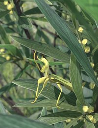 True Leaf Insect.jpg