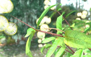 Northern Walking Stick.jpg