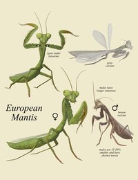 NW_Mantises_Promo1.jpg