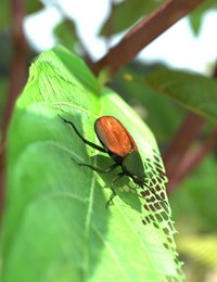 Japanese Beetle2.jpg