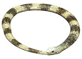 Gopher Snake.jpg