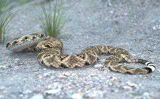 Western diamondback-sagebrush wide.jpg