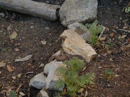 Southern Pacific Rattlesnake1.JPG