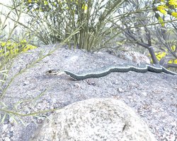 California Whipsnake.jpg