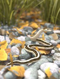 garter snake.jpg