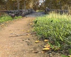 adder.jpg