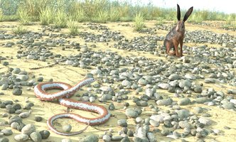 Rosy Boa2.jpg