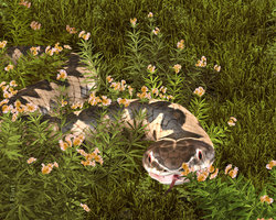 Snake In  the Grass.jpg