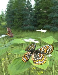 taylors checkerspot2.jpg