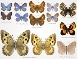 NW_Butterfliesv4_Promo1.jpg