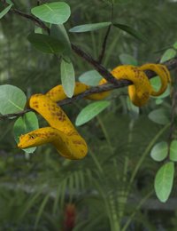 Eyelash Pit Viper Main.jpg