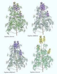 Lupinus-large.jpg