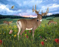 Beauties In the Meadow.jpg