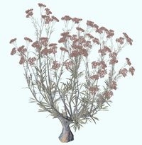 Eriogonum arborscens.jpg