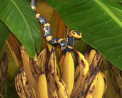I Dare You to Pick these Bananas.jpg