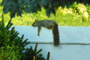 Hot Squirrel.jpg