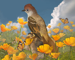 Amongst the Poppies.jpg