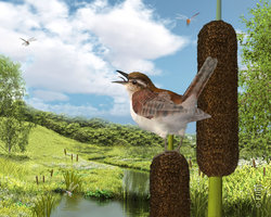 Call of the Marsh.jpg