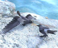 Lava Gulls.jpg