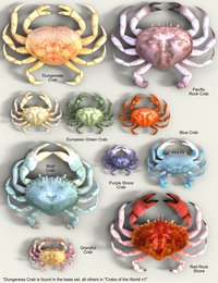 All Crabs.jpg