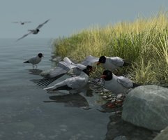 laughing gulls.jpg