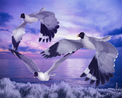 Soaring Gracefully.jpg