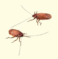 American Cockroach.jpg