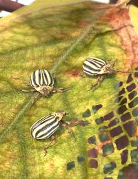 Colorado Potato Beetle.jpg
