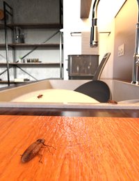 German Cockroaches.jpg