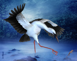 In The Morning Mist.jpg