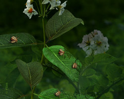 Its Hard To Eat Just One.jpg