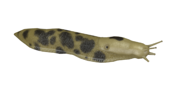 Pacific Banana Slug.png