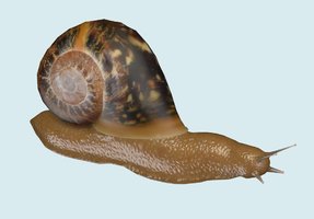 Common Garden Snail.jpg