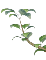 leaves-silvery.png
