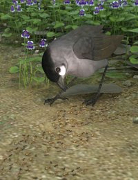 Jocotoco antpitta.jpg