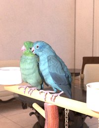 pacific parrotlets.jpg