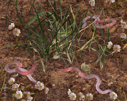 Tillers of the Earth.jpg