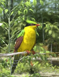 Indochinese Green-Magpie.jpg