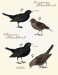 SBRM_Blackbirds_Promo1.jpg