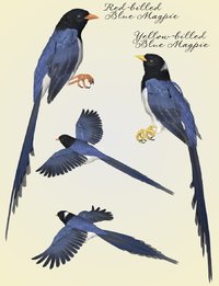 SBRM_Magpies_Promo1.jpg
