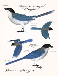 SBRM_Magpies_Promo5.jpg