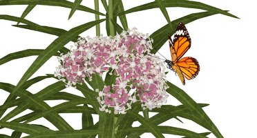 Milkweed3.jpg
