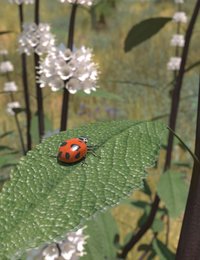 black Sage lady bug.jpg