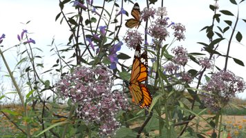 Butterfly Garden2wide.jpg