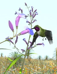 mojave penstemon iray.jpg